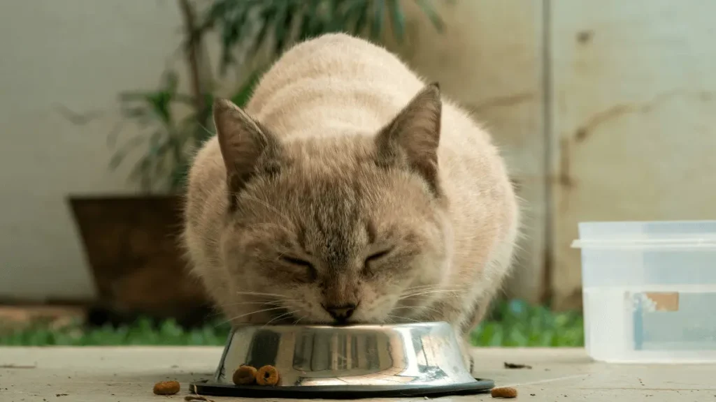 Saúde Gato Sênior