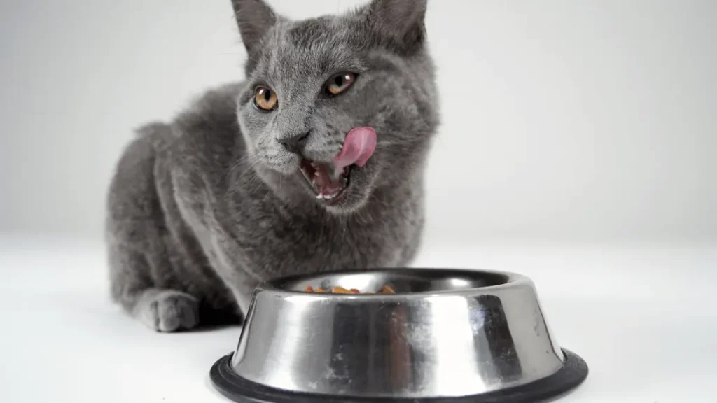 Obesidade Felina