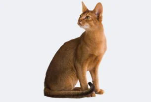Gato Abissínio