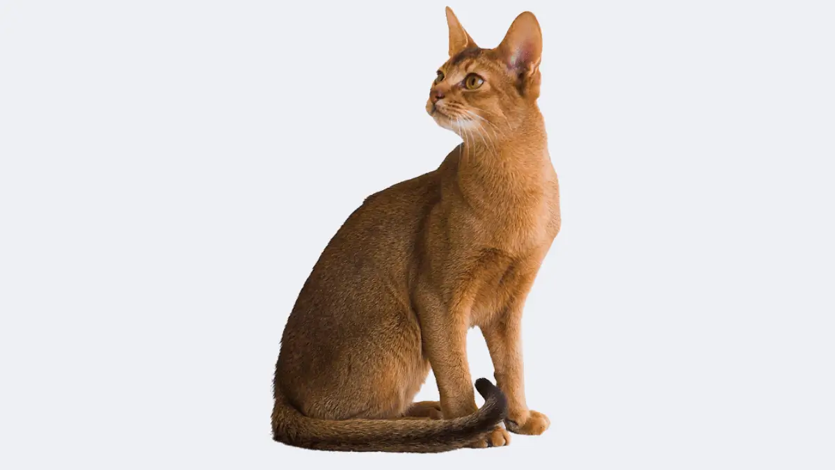 Gato Abissínio