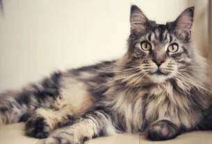 Gato Maine Coon