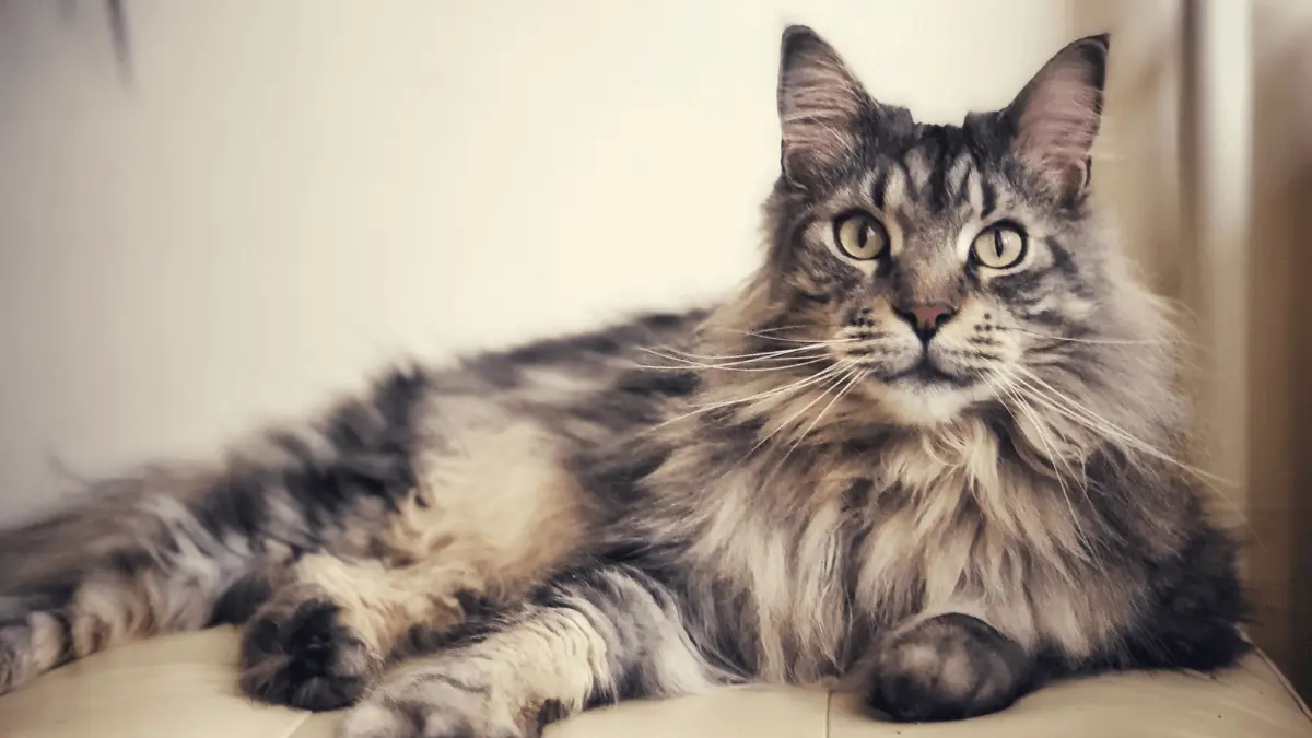 Gato Maine Coon